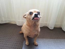 Small Dog Chihuahua Cute
