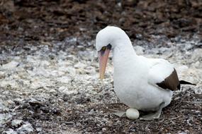 Nazca white Bird