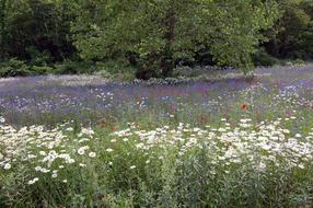 Field Of
