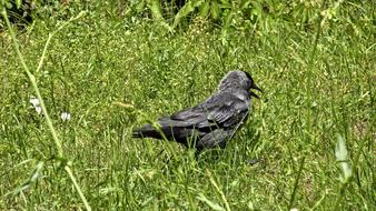 Bird Nature green grass