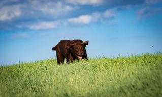 Cute and beautiful, brown Labrador dog, among the green grass on the meadow, at blue sky with clouds on background