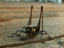 Grasshopper Bridge