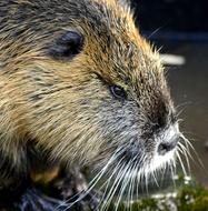 Nutria Rat Wet Fur