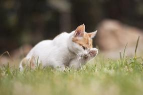 Beautiful and cute, white and ginger kitten, on the green grass on the meadow