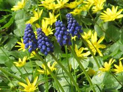 Celandine Yellow Blue