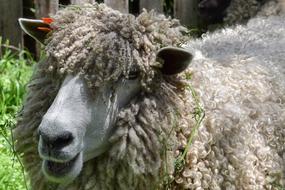 fluffy sheep with a ribbon on its ear