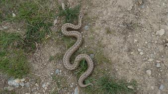 Snake Adder Mountains