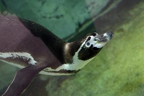 Beautiful and cute, black and white, swimming aquatic penguin