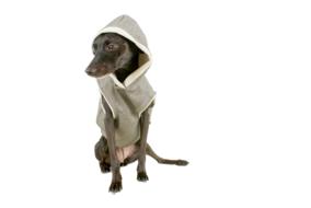 purebred dog in clothes
