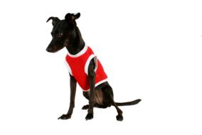 dog black red clothes