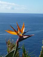 Caudata Strelitzia Orchids