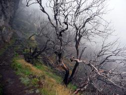 Mystical Spent Forest Dead Tree