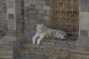 White Tiger Animals