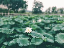 Lotus Leaf Green