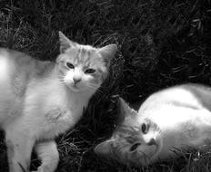 monochrome photo of Cat Tomcats