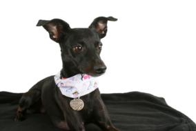 cute charming dog black