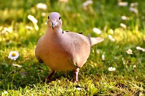 cute Collared Dove on meadow