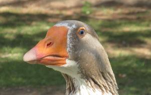 charming Geese Birds