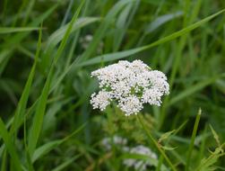 Grass Wildflowers Bright