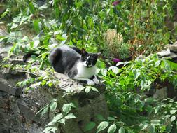 Cute and beautiful, black and white cat, on the stone, among the colorful plants