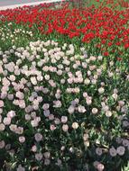 Tulip Flowers