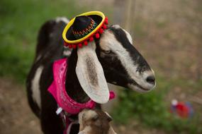 Beautiful and cute, black and white goat with the colorful festive hat