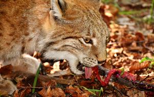 Lynx Wild Animal Dangerous