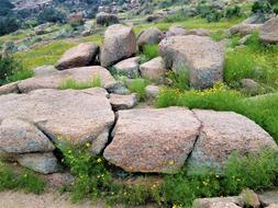 Pink Granite Wild Flowers