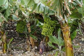 Tropical bananas on a tree