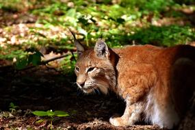 wild lynx in the zoo