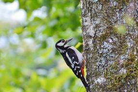 Beautiful, colorful and cute Great Spotted Woodpecker on the tree with green moss, among the colorful leaves