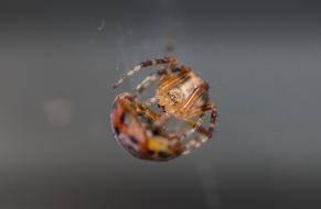 Spider Ladybug