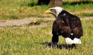 bald eagle on green grass