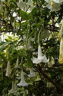 Catalpa Flowers Bloom Bignoniaceae