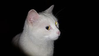 photo of a white cat in the dark