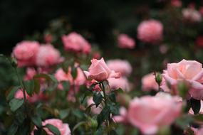 Flowers Pink