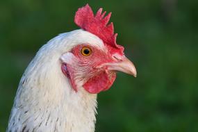 Hen White Head