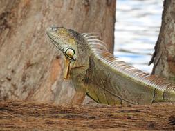 Iguana Tropical Animal