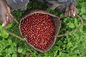 harvest of coffee beans in the bag