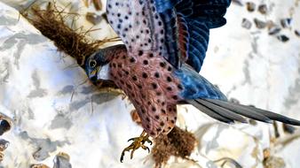 Hawk in flight at rock