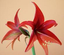picture of japanese red flowers