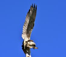 Falcon Bird Of Prey blue sky