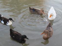 Duck Animals