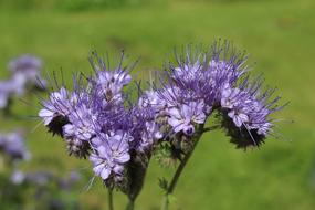 Bluebell Green Manure Phacelia