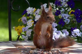 Animal Rodent Squirrel and flowers