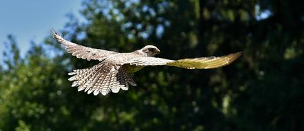 falcon in flight on a blurred background