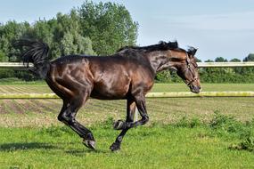 Horse Grass Run