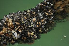 Sea Mussels