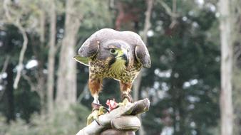 curious Falcon Bird