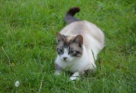 domesticated cat lies on green grass